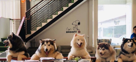 dogeria จีดเลี้ยงบริษัท